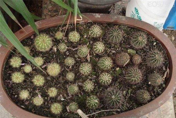 仙人球种植