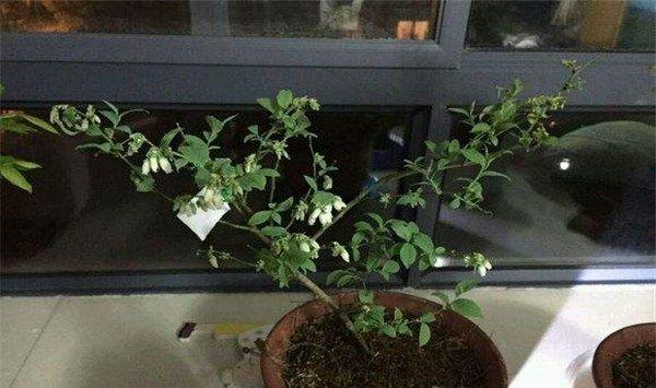 盆栽蓝莓怎么浇水