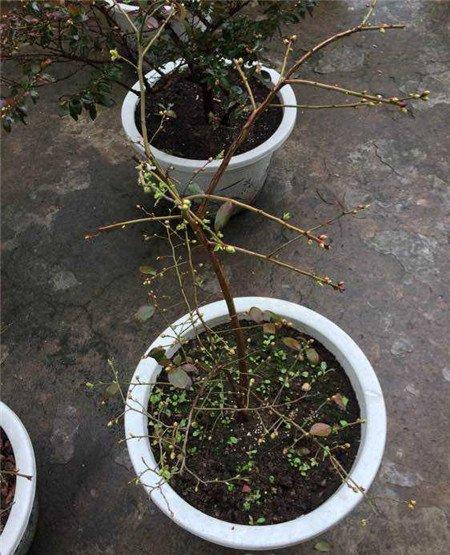 蓝莓 蓝莓