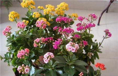 长寿花 长寿花