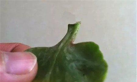 长寿花叶片 长寿花叶片