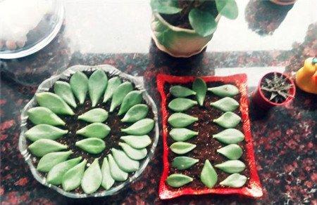 玉树散光环境 玉树散光环境