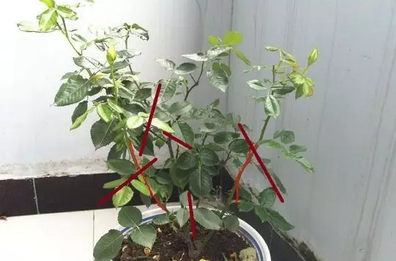月季花后修剪 月季花后修剪