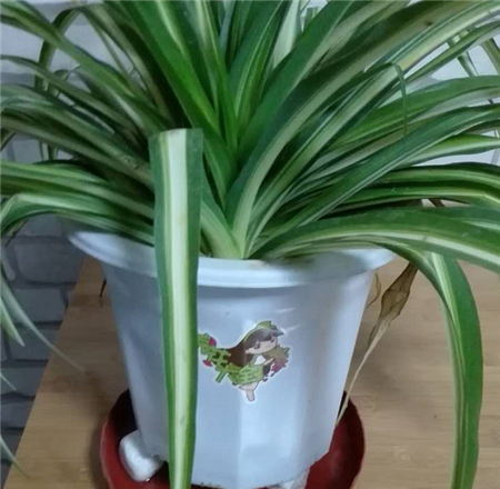 吊兰保湿 吊兰保湿