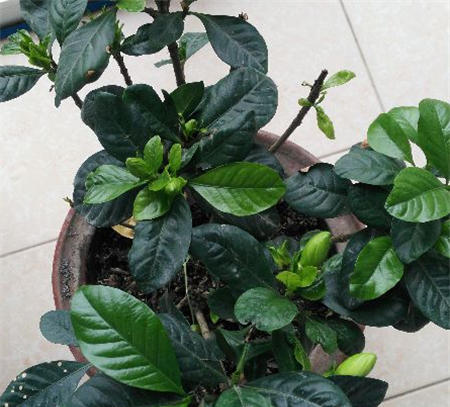 栀子花花苞 栀子花花苞