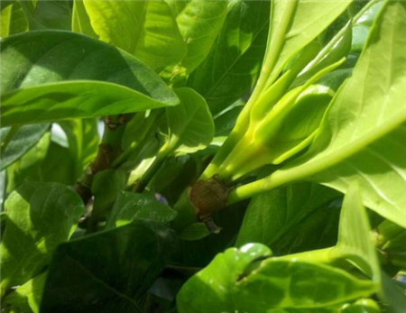 栀子花 栀子花