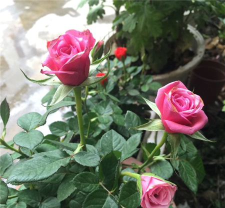 月季花 月季花