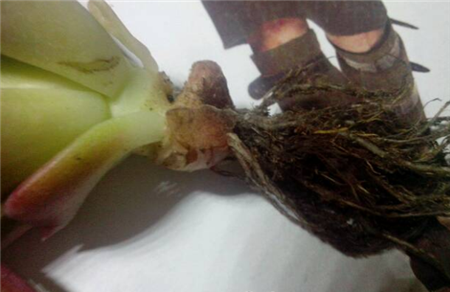 多肉脱盆 多肉脱盆