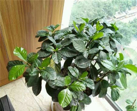 栀子花缓苗 栀子花缓苗