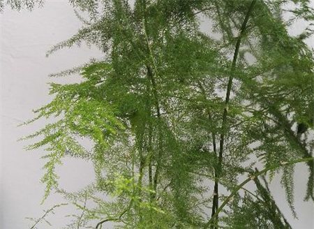 文竹保湿 文竹保湿