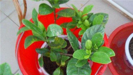 栀子花上盆 栀子花上盆
