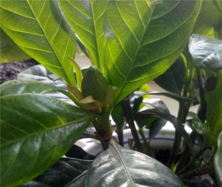 栀子花水黄 栀子花水黄