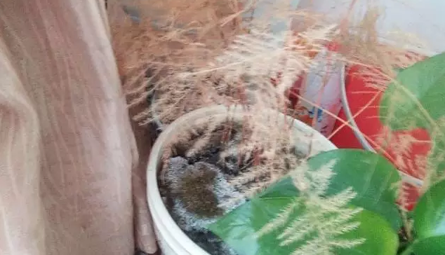 文竹 文竹
