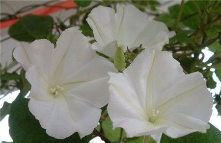 月光花永不散去的容颜