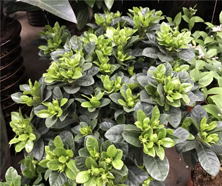 栀子花 栀子花