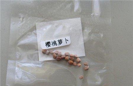 樱桃萝卜播种基本信息 樱桃萝卜播种基本信息