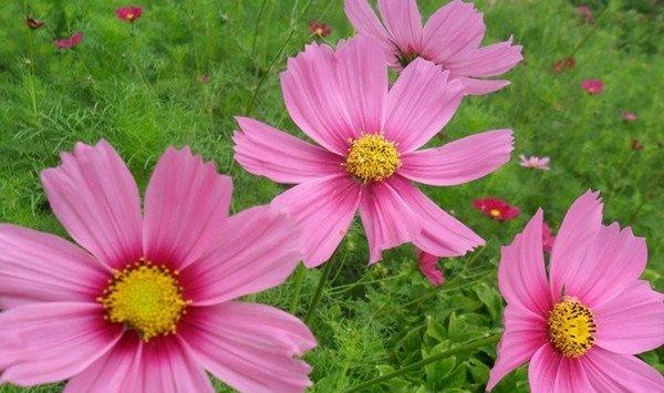买回来波斯菊的种子应该怎么播种