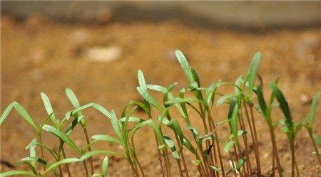 波斯菊的播种方法 波斯菊的播种方法