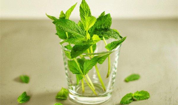 薄荷种子怎么播种