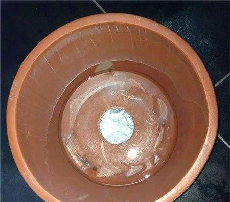 栀子水插 栀子水插