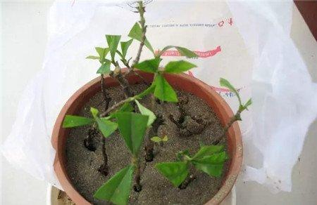 栀子生根后正常养护 栀子生根后正常养护