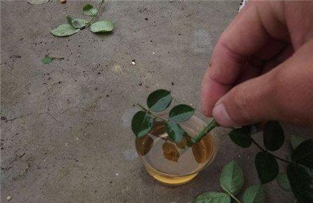 月季枝条蘸生根水 月季枝条蘸生根水