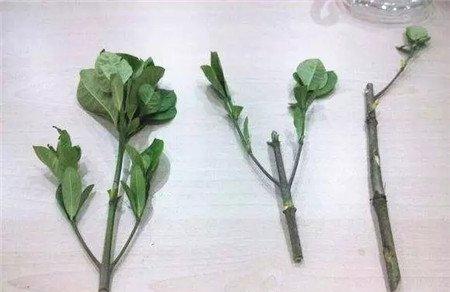 处理栀子枝条 处理栀子枝条