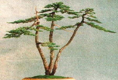 杜松的阳光