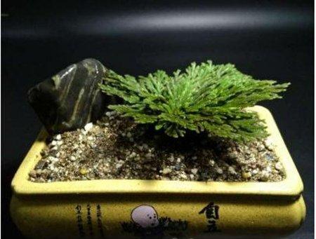 卷柏盆景盆器选择