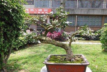 杜松的虫害