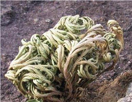 卷柏叶斑病