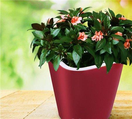根据植株生长习性选择花盆 根据植株生长习性选择花盆
