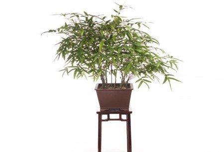 竹子的压条