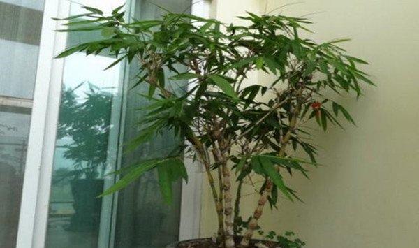 竹子在室内怎么种