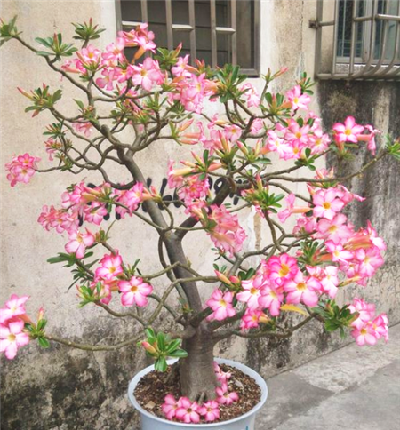 沙漠玫瑰 沙漠玫瑰