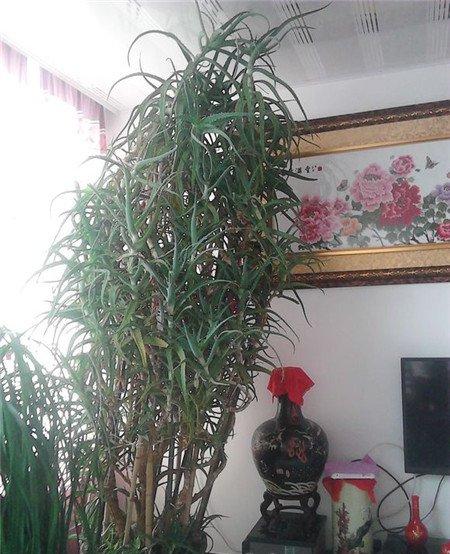 绿萝戳屋顶 绿萝戳屋顶