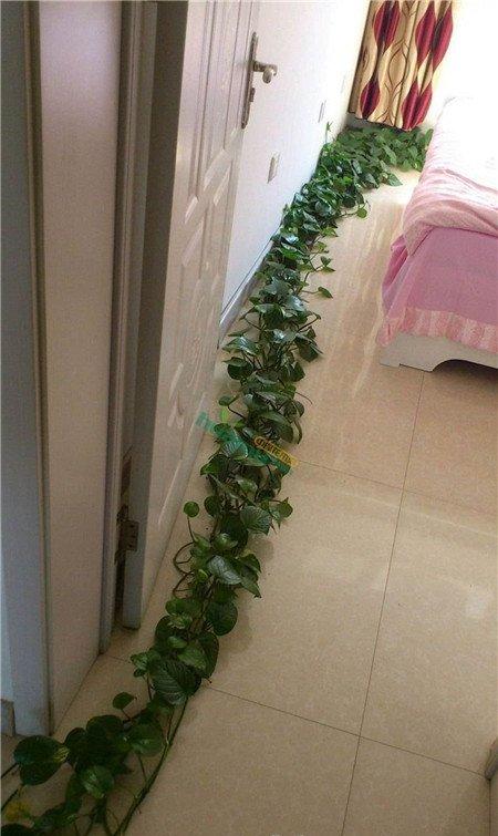 绿萝 绿萝