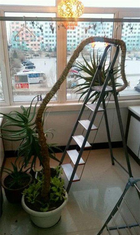 芦荟戳屋顶 芦荟戳屋顶