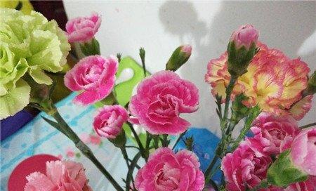 卧室里面不太适合养殖的花卉 卧室里面不太适合养殖的花卉