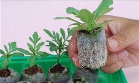 育苗块使用步骤一 育苗块使用步骤一