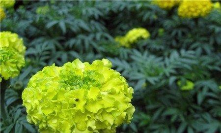 花卉播种前的准备 花卉播种前的准备