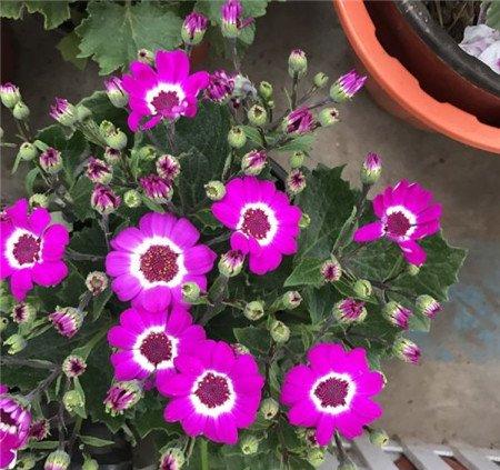 春季花草要翻盆换土 春季花草要翻盆换土