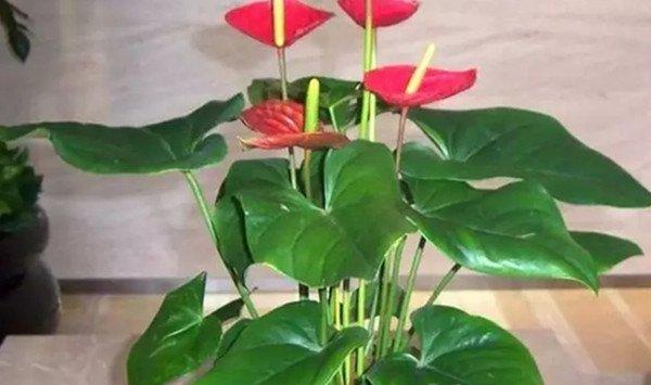 这6种花,给点水就爆盆,懒人必备