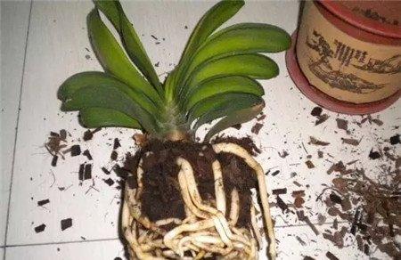 换盆