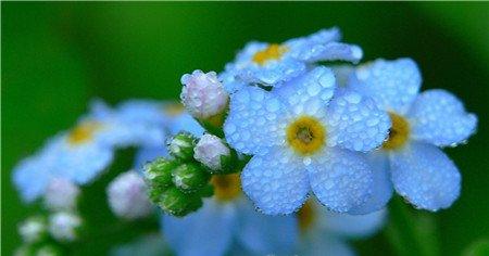 锈水浇花方式 锈水浇花方式