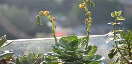 玉蝶 玉蝶