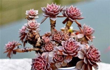多肉植物