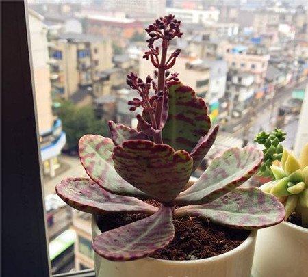 江户紫