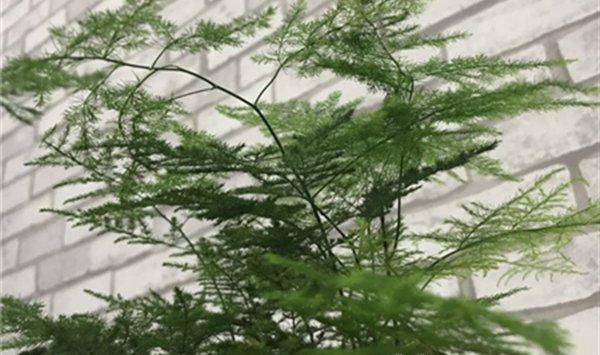 吊兰文竹发财树，夏天就得这么养，否则...