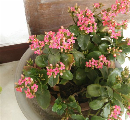 长寿花 长寿花
